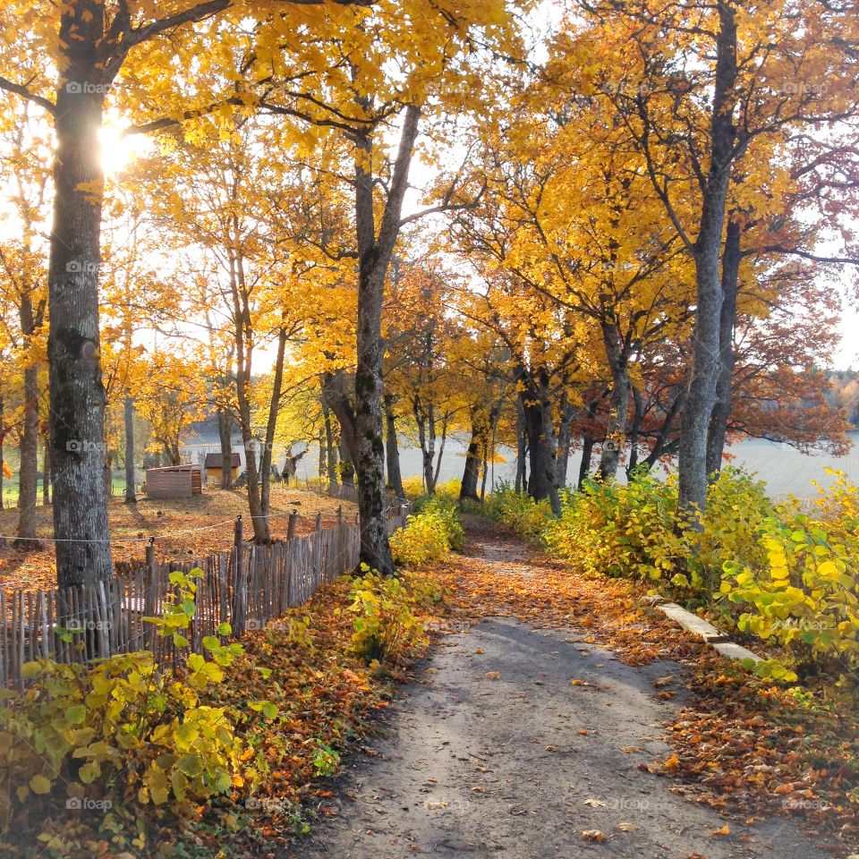 autumn path