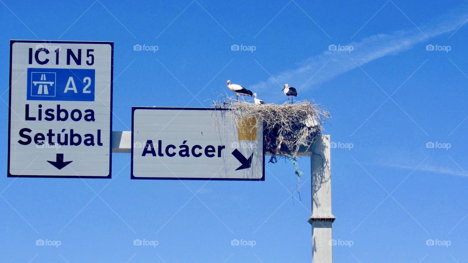 birds nest on road signs