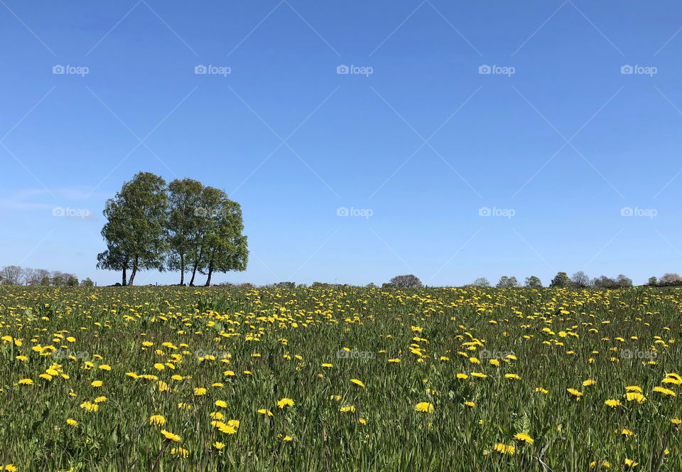 Countryside springtime, Sweden