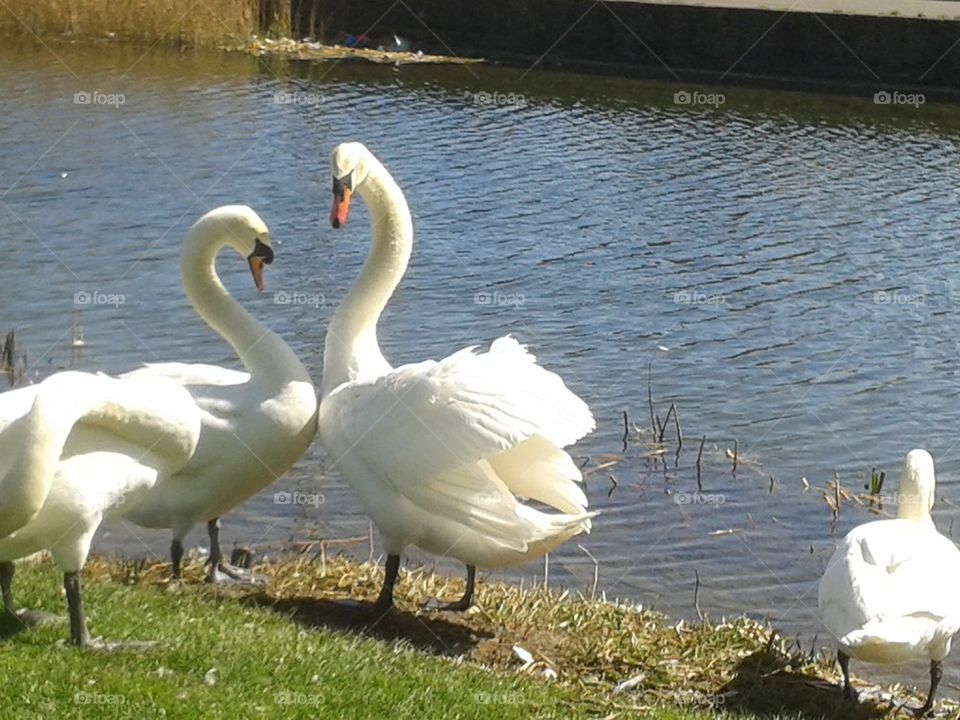 swan's