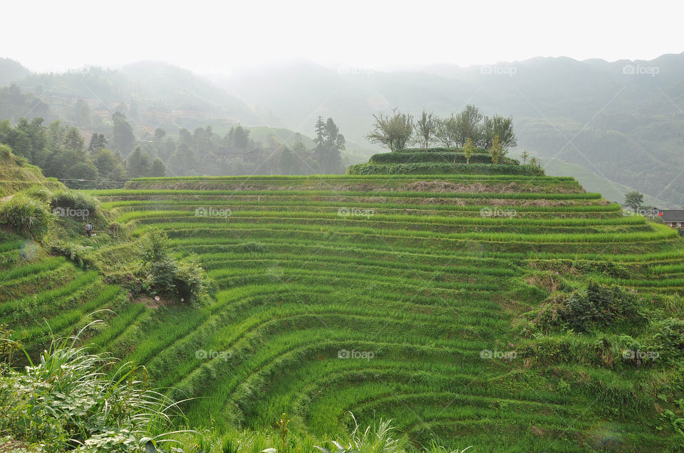 Green rice terraces in China