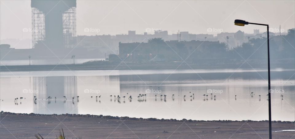 Migratory flamingos at Bahrain