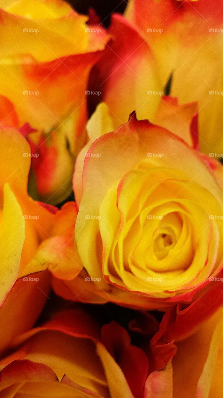 "Yellow Orange Rose"