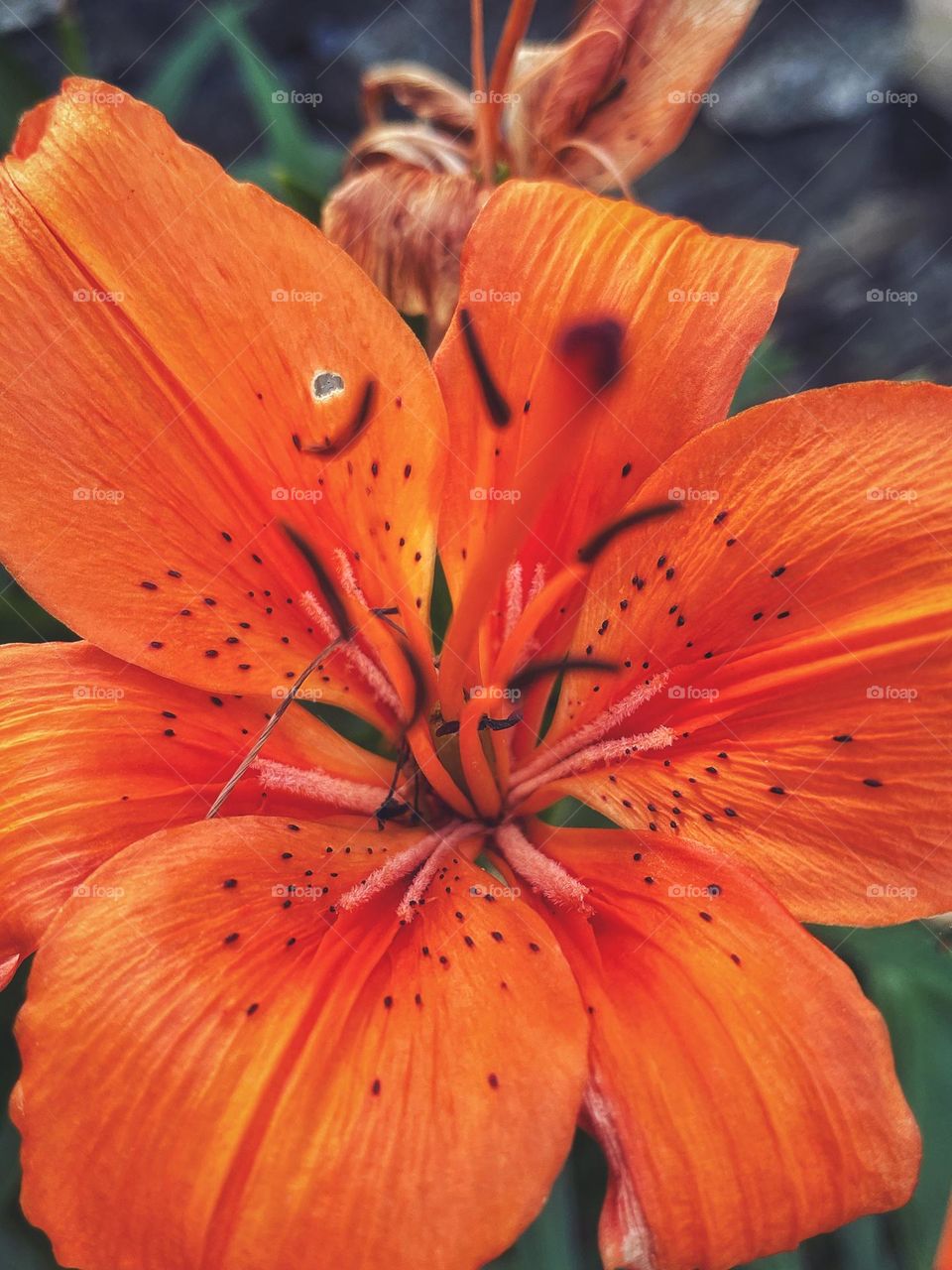 Orange lily in my garden 