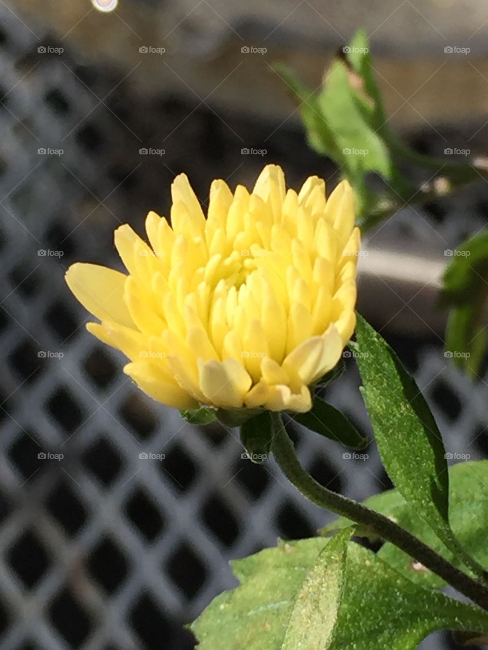 Close-up of yellow flower