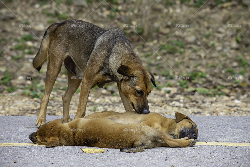 The mother dog cleans the puppy lying on the road.