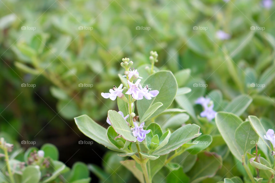 Purple Flowers