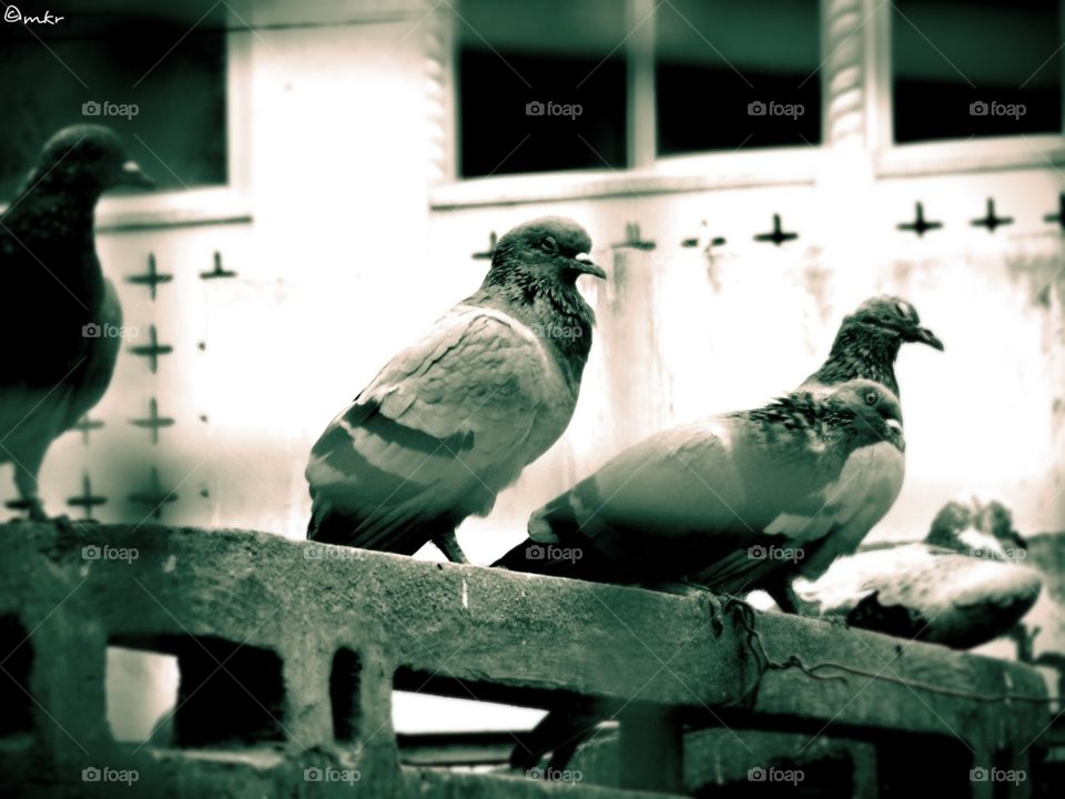 Pigeons for peace. Peace and love symbol