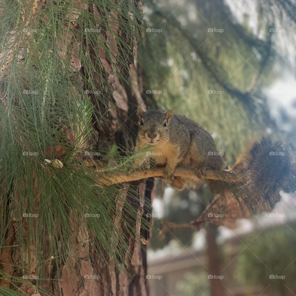 Squirrel on a branch 