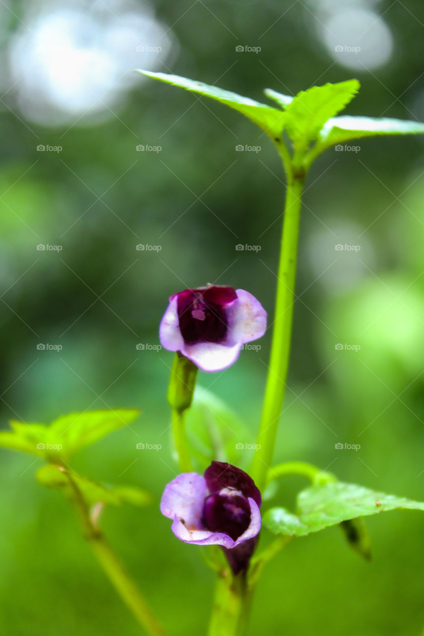 Utricularia graminifolia is a small perennial carnivorous plant that belongs to the genus Utricularia. Amazing photography of Utricularia graminifolia