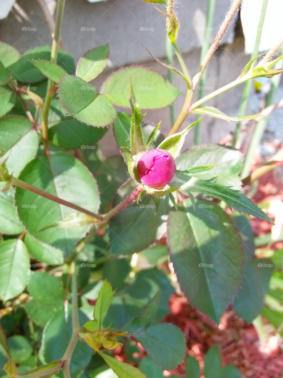 Rose Bud. part of my garden