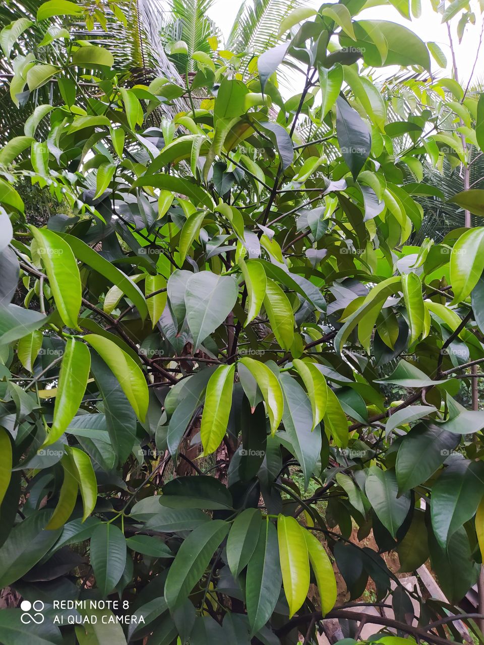 mangosteen tree