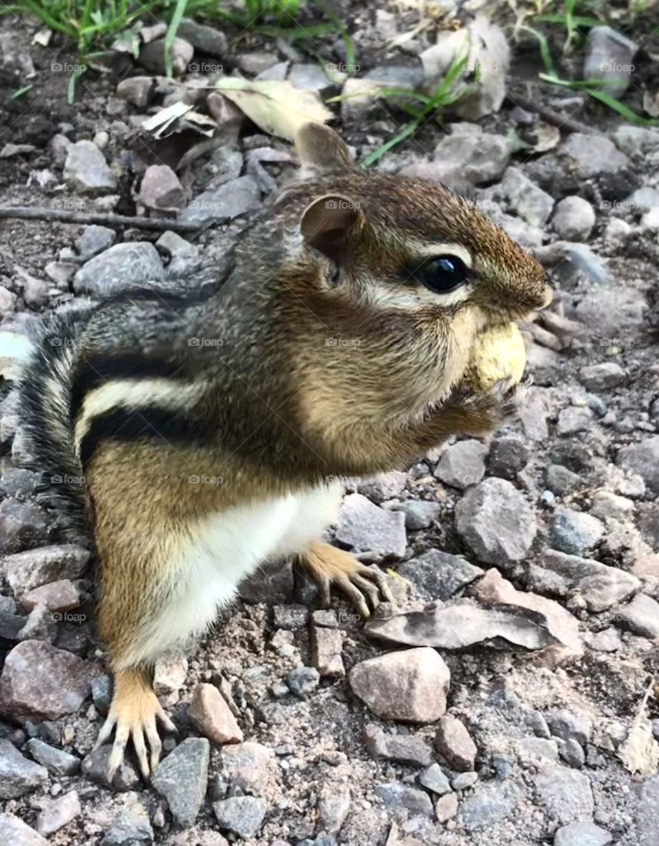 Closeup of a chipmunk eating a peanut