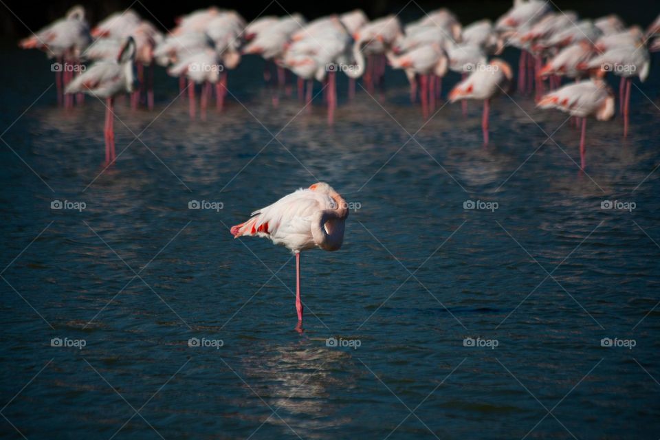 A flamingo bird standing apart 