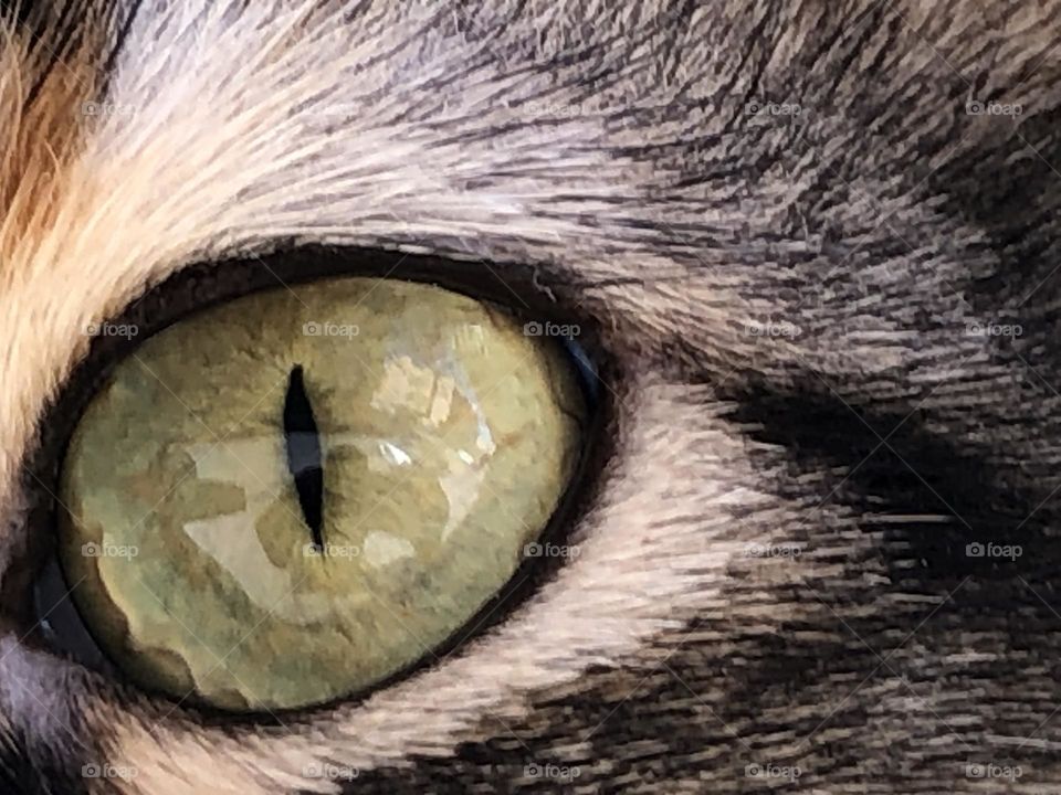 Green cat s eye