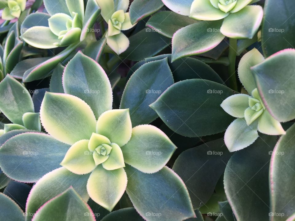 Tropical
Succulent closeup wallpaper background image