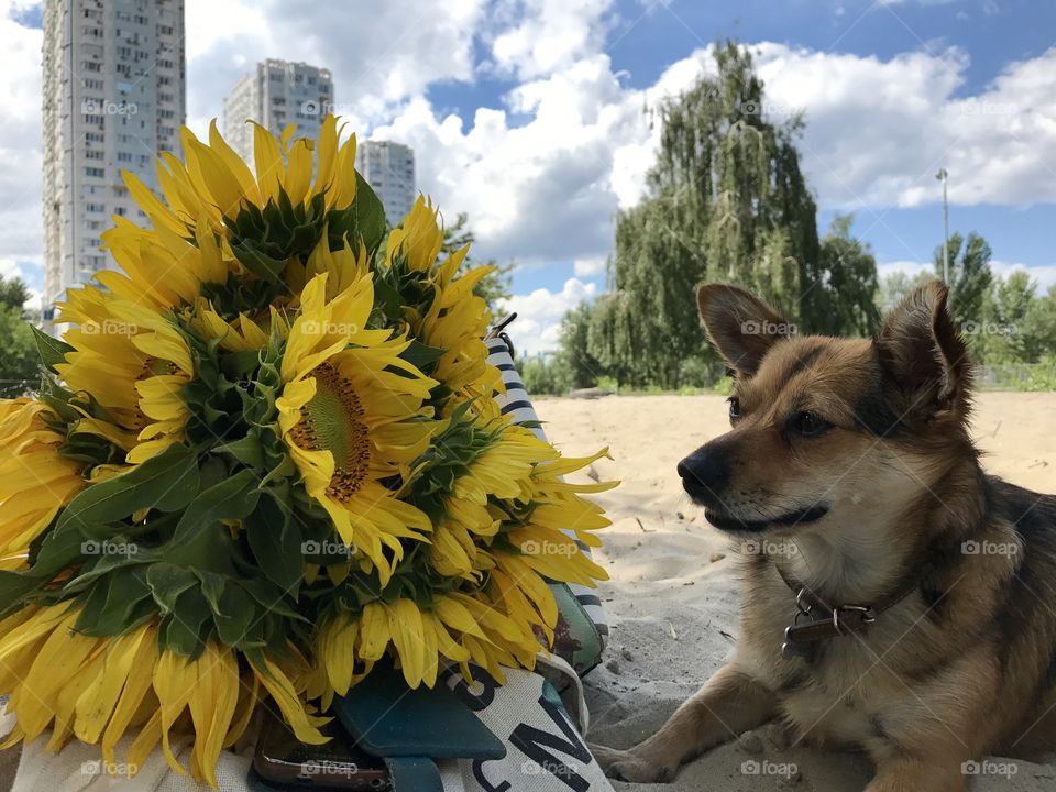 Amazed by the sunflowers 