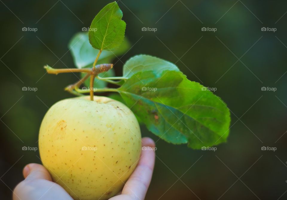 Holding an Apple