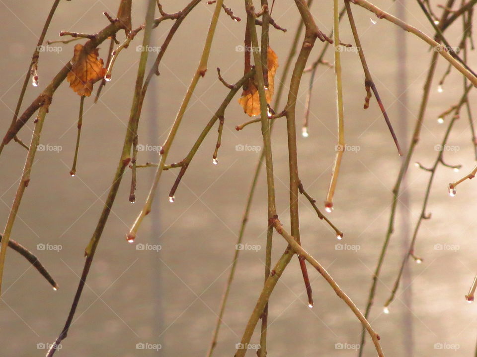 Water melting of branch stems