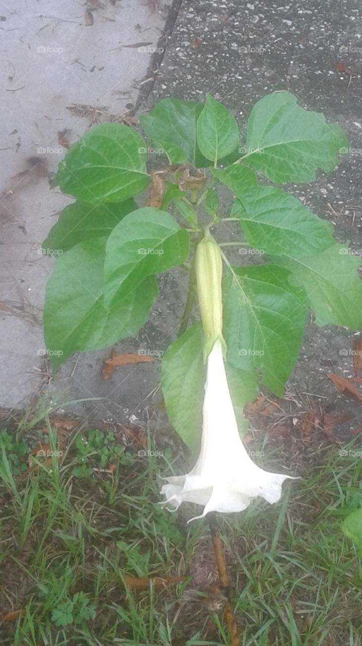 White Trumpet Flower. White Trumpet Flower