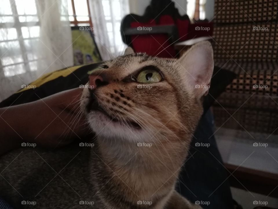 I think my cat hates me