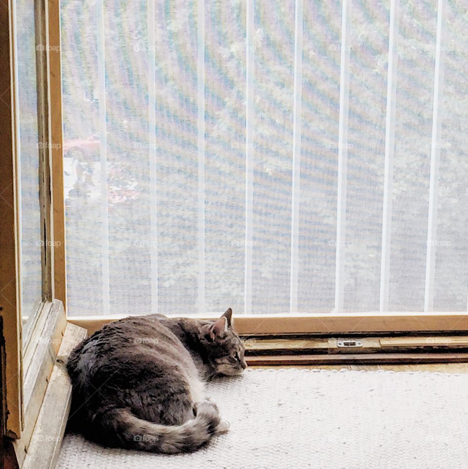 Cat sleeping by the balcony door