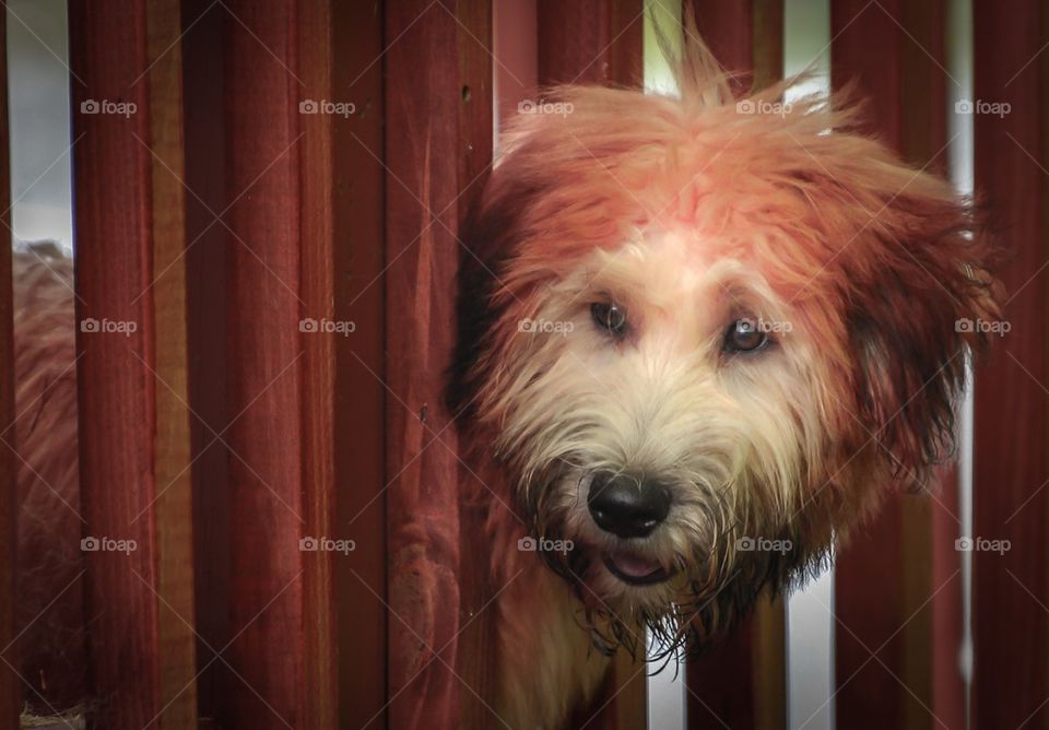 Dog poking head through fence posts