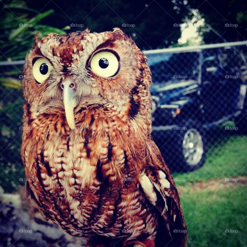 Baby owl😍