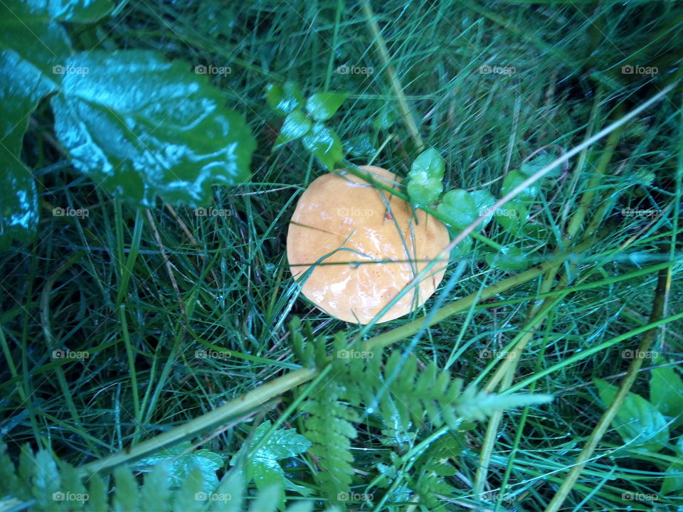 Mushrooms from the Black Forest