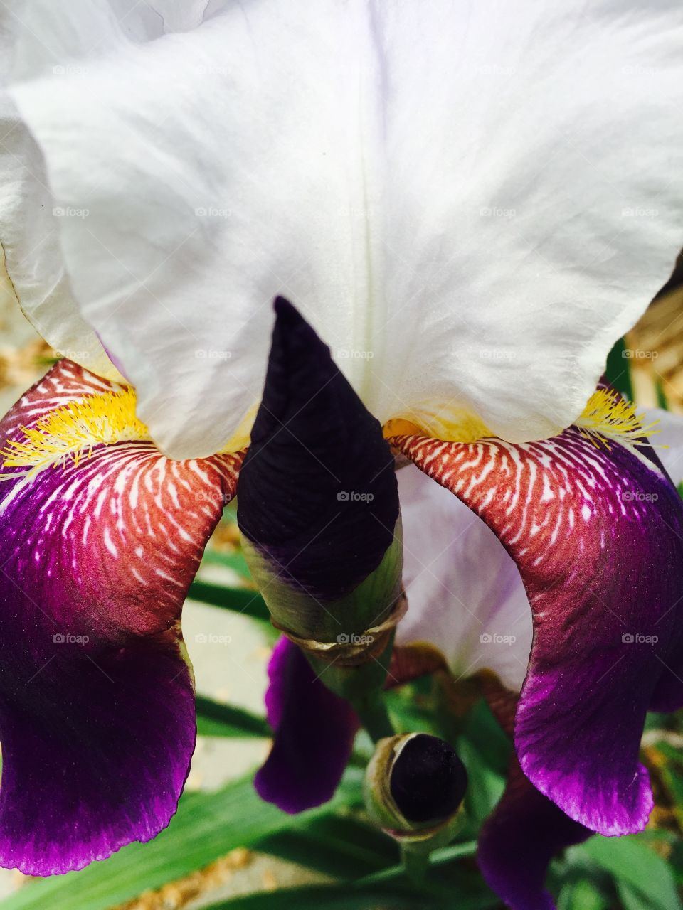 Searching for the Light