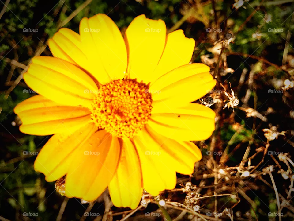 focus on foreground 
