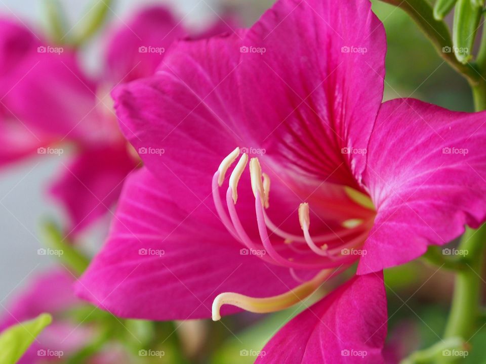 Macro of blooming pink bauhinia flower