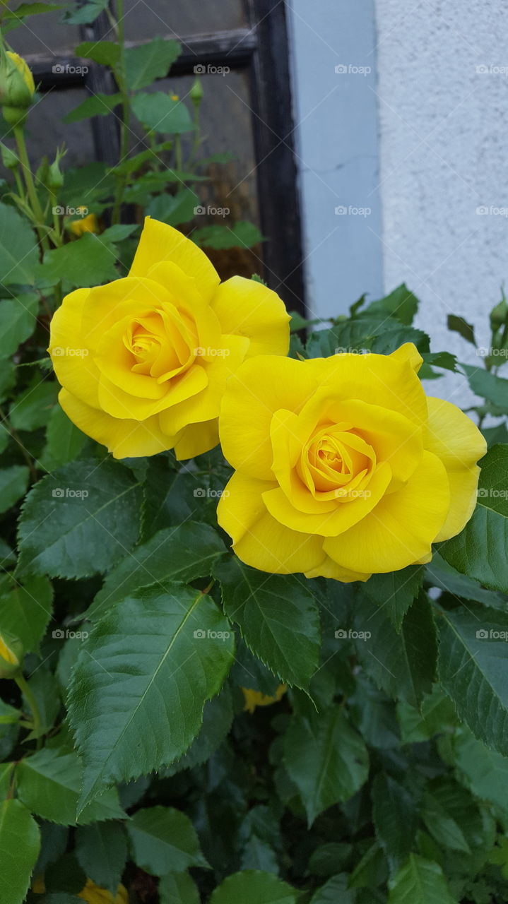 Yellow roses in a full bloom