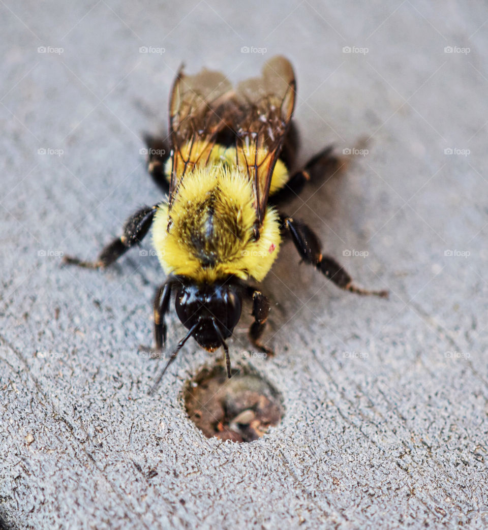 Close-up of a bee