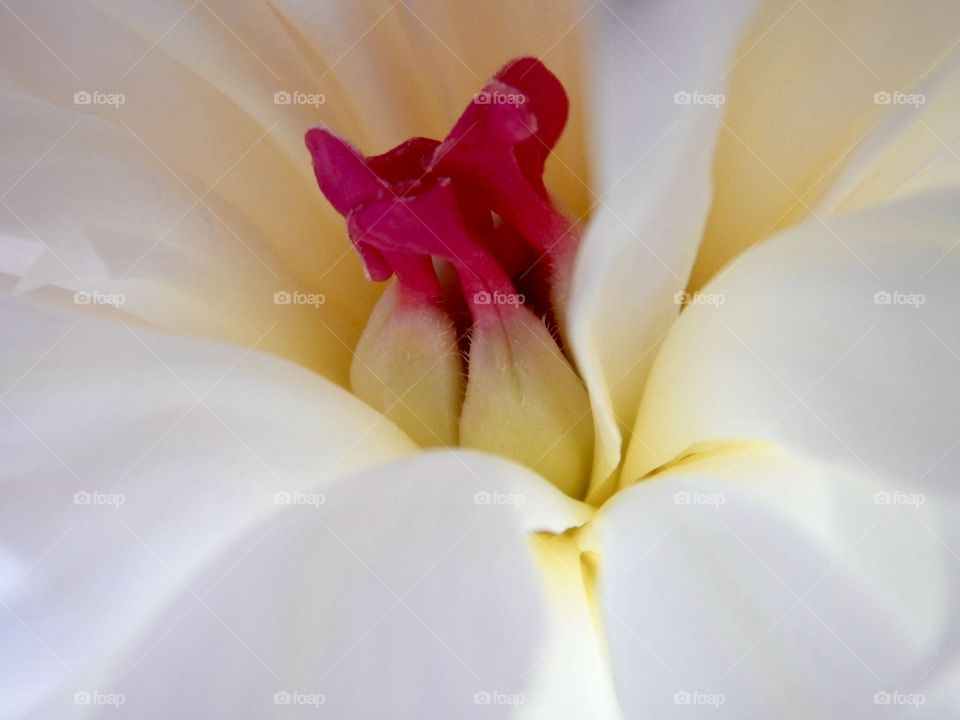 Stamen peony, macro flower