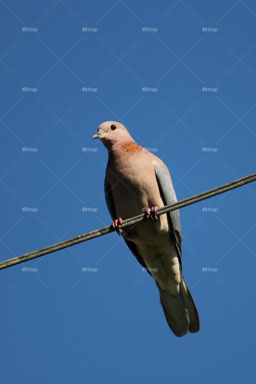 Turtle dove perched on a telephone line