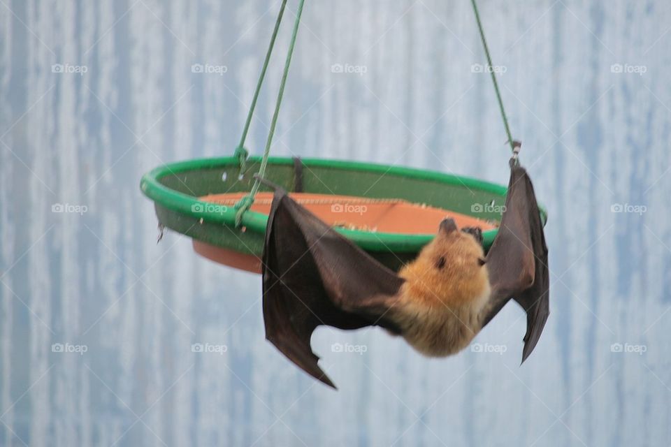 Bat Hanging From Bird Seed Tray