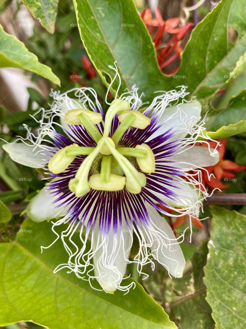 Portrait of the flower 