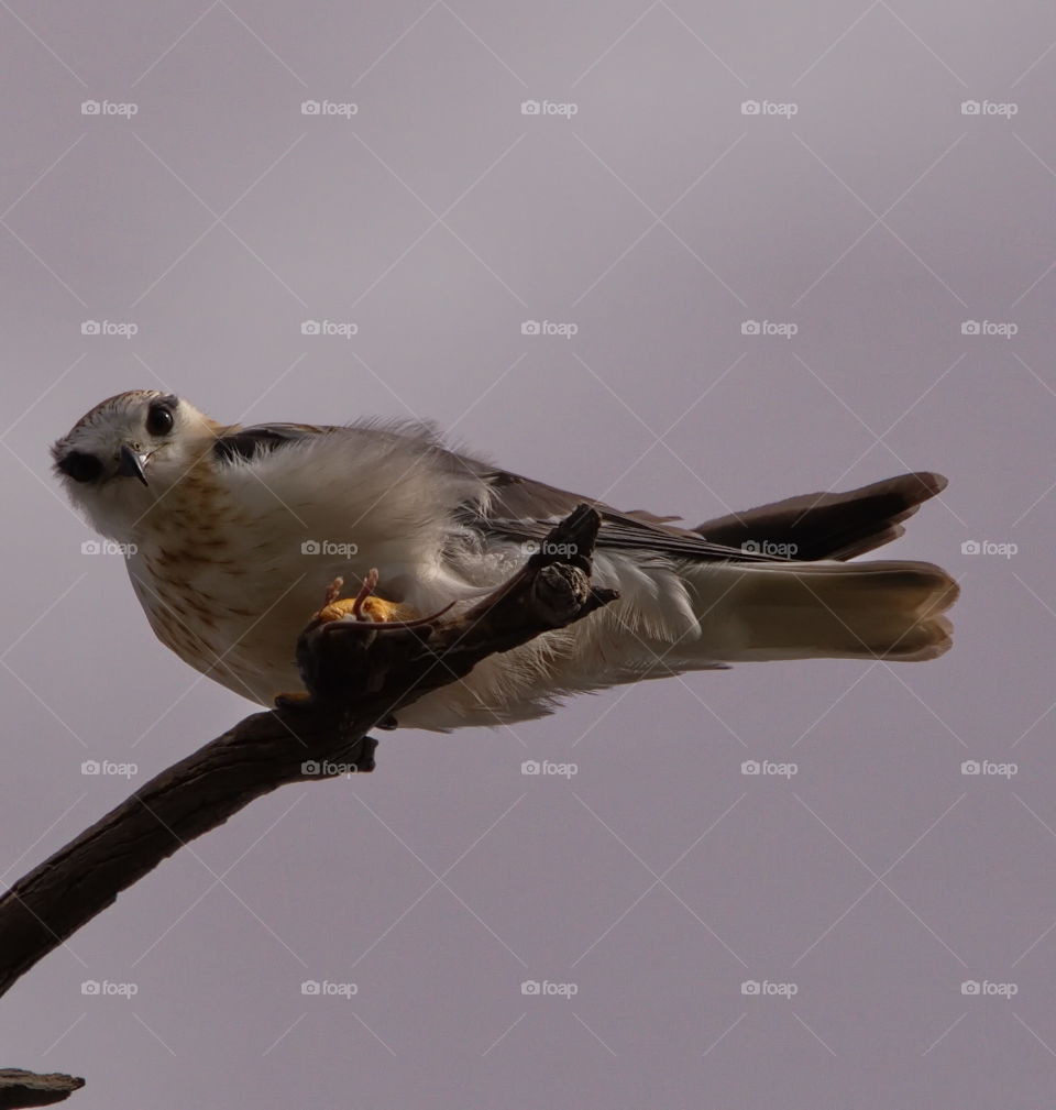 Black shoulded kite eating a mouse