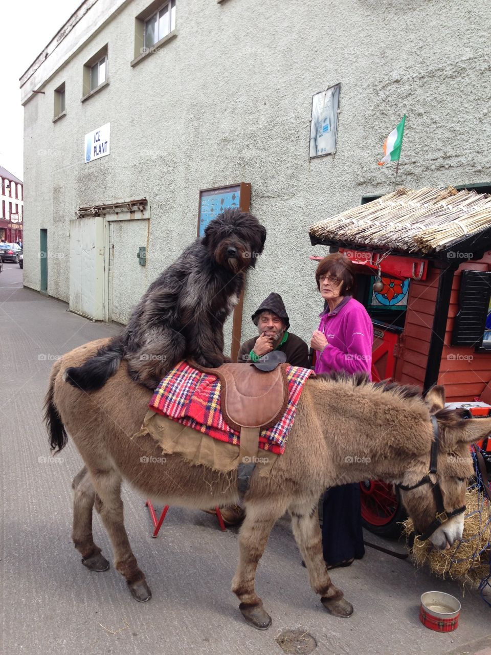 Dog on a donkey, Ireland 