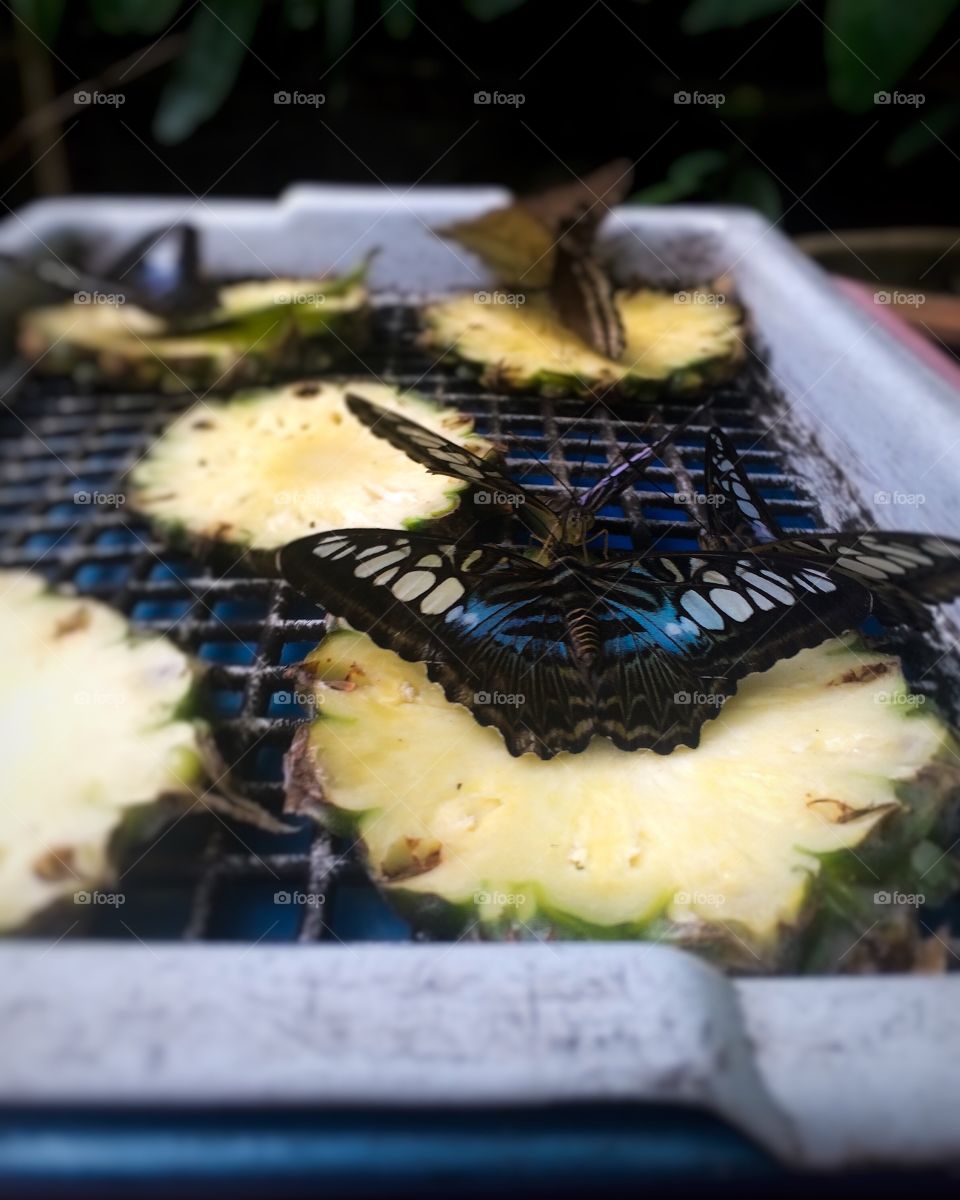Group of beautiful butterflies sucking food from pineapple by necromacy