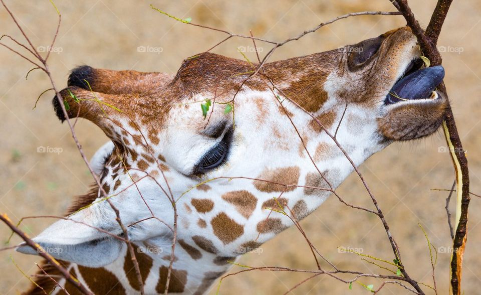 Close-Up Giraffe Eating