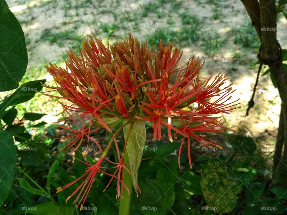 red flower in sunshine with tree