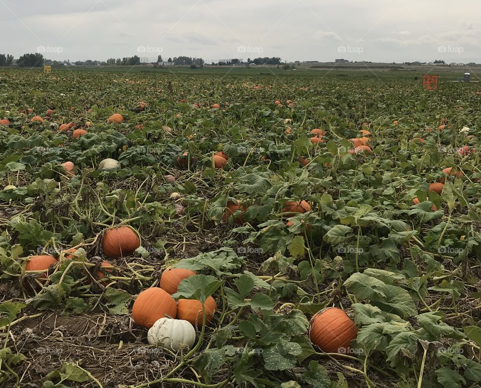 Pumpkins in the field 