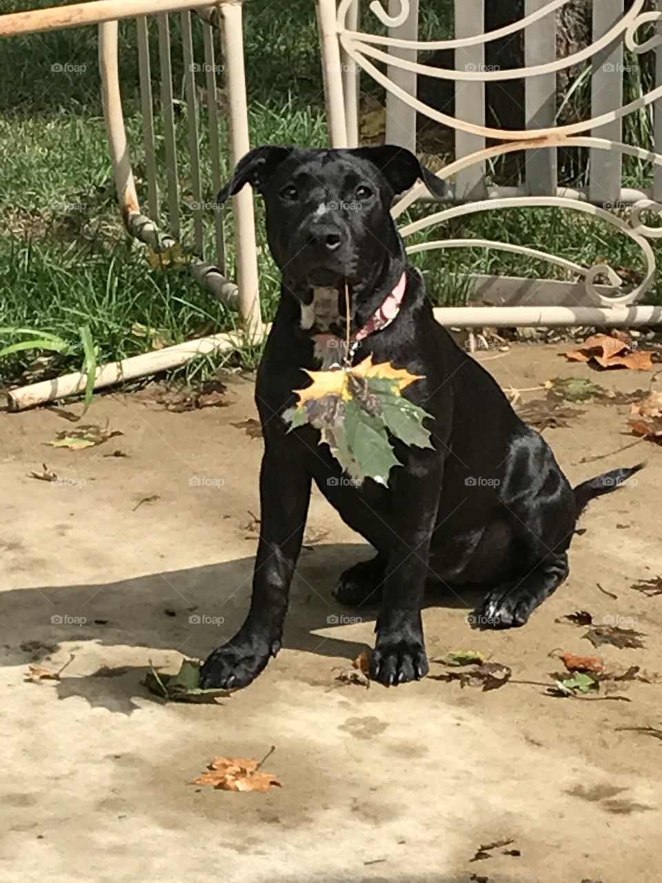 Pit and Her Leaf