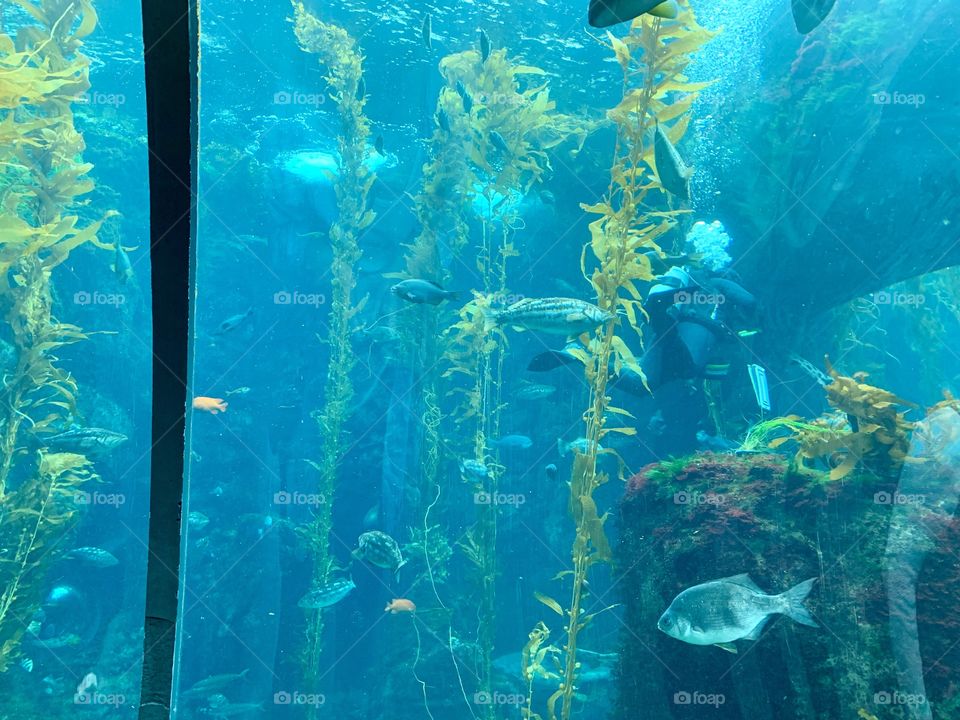 Kelp Forrest at the California Science Center located in Los Angeles, California 