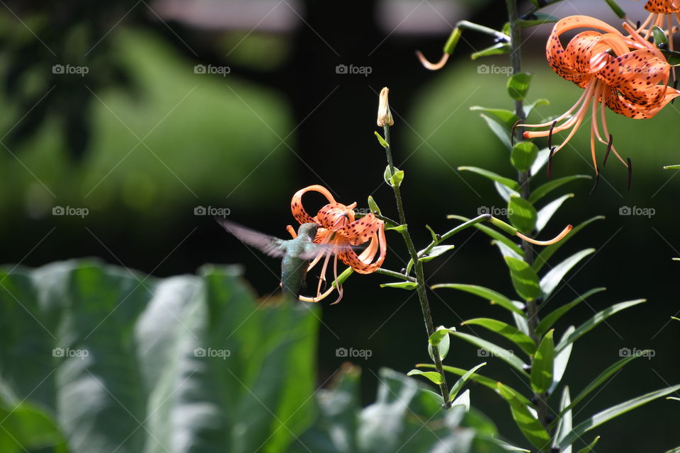 hummingbird