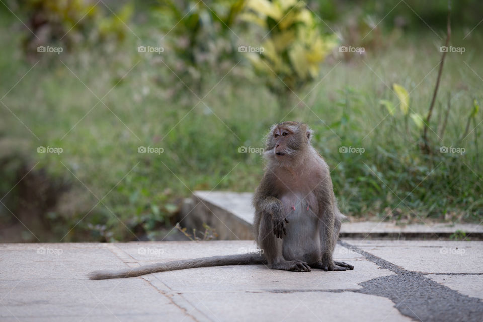 Monkey looking for something 