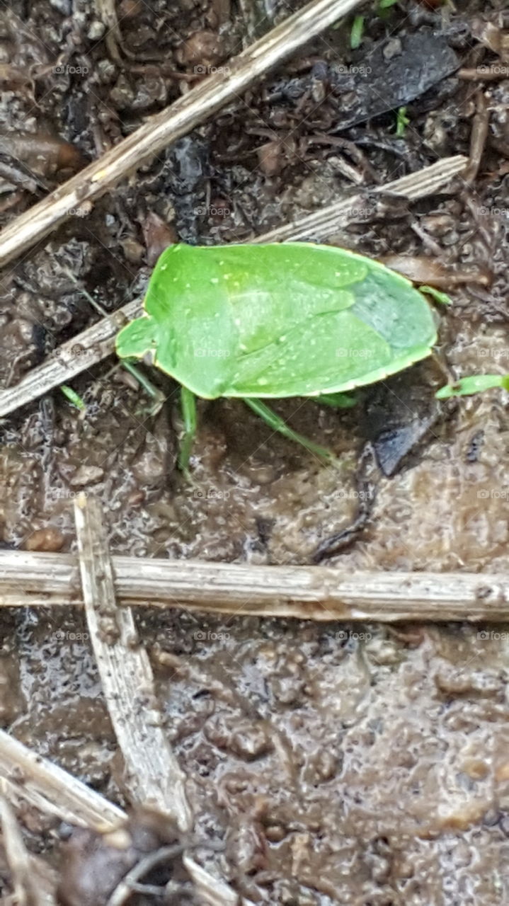 stink bug in nature