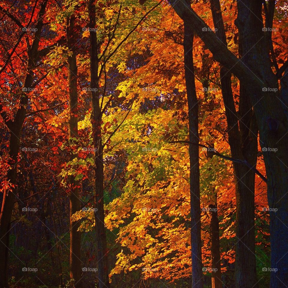 Sunset foliage 